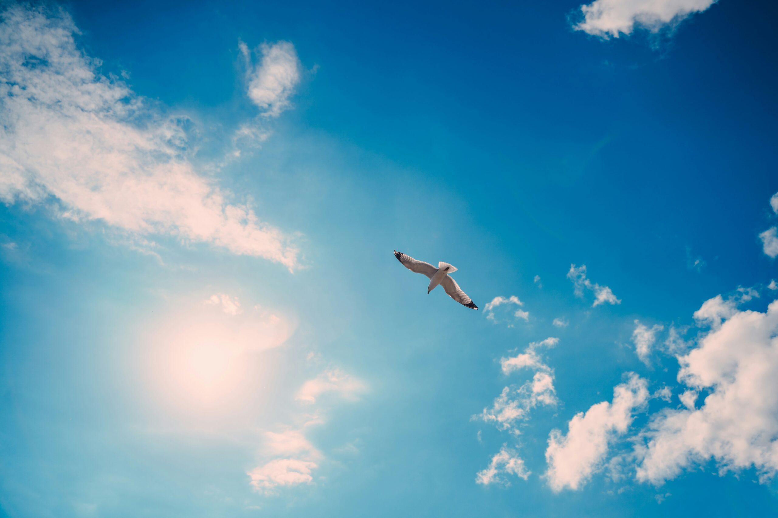 Dove in Sky